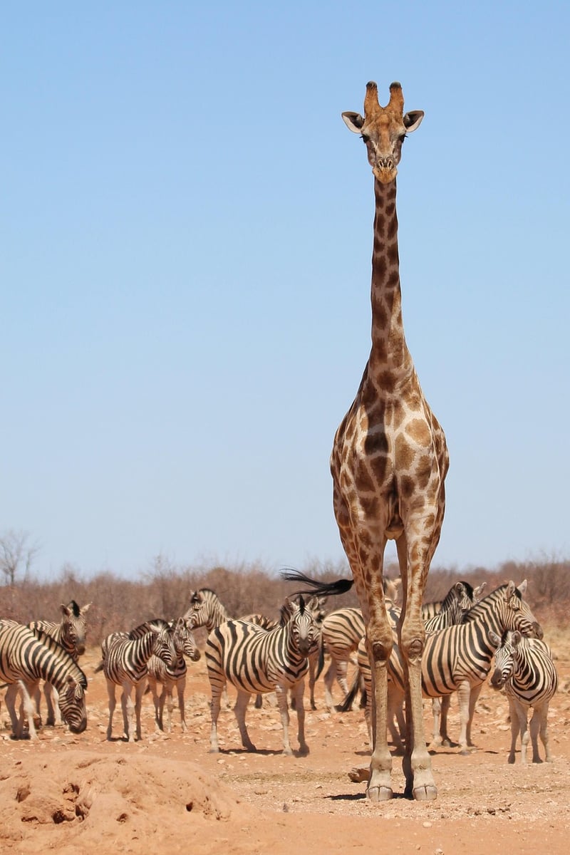 Safari Thrills